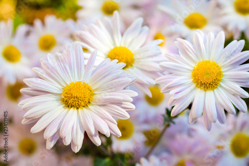 White Chamomile Chrysanthemum flowers closeup © tynza