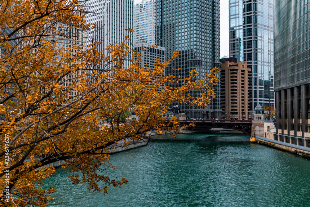 Naklejka premium Drzewo Złotej Jesieni nad rzeką Chicago