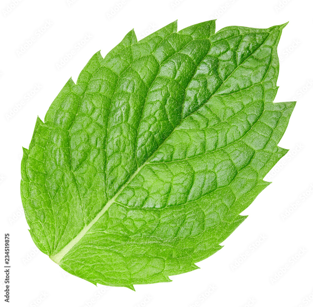 Obraz premium mint leaves isolated