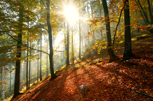 Magical morning fall season forest landscape with colorful autumn leaves.