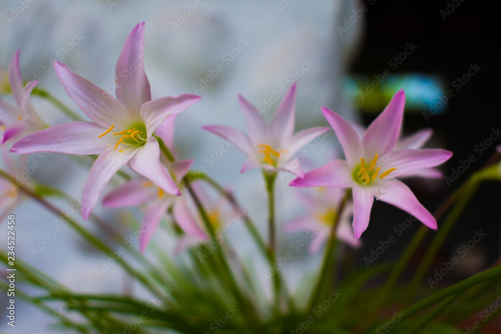 Fototapeta premium BEAUTIFUL BACKGROUNDS