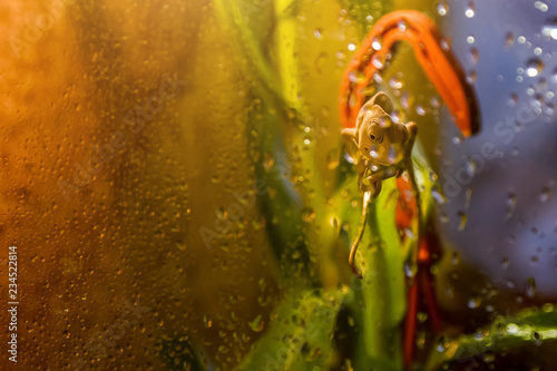 Fototapeta Naklejka Na Ścianę i Meble -  Green chameleon looks through wet glass in drops. Selective focus, copy space	