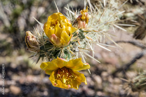 prickly pear bloosoms photo