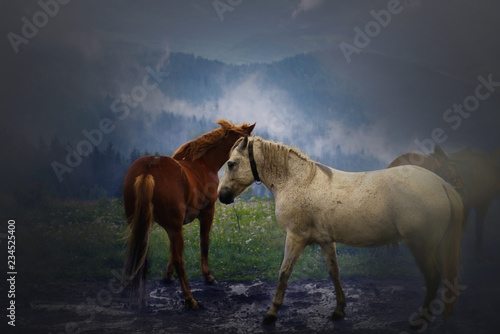 Fototapeta Naklejka Na Ścianę i Meble -  horses in a clearing in the mountains after rain