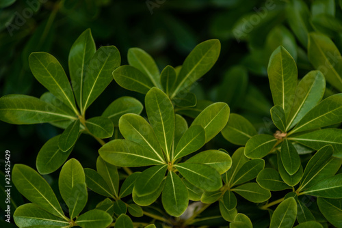 Tea leaf close-up  background.