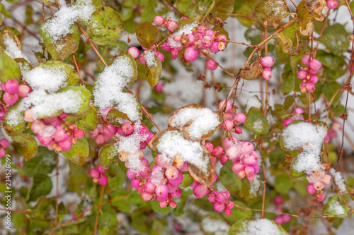 Symphoricarpos, commonly known as the snowberry, waxberry, or ghostberry. Beautiful ripe pink berries in the autumn. After the first snowfall. Blurred background. photo