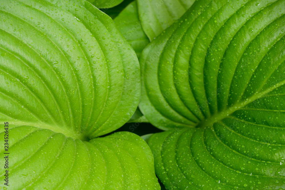 Obraz premium water drops on a green leaf close-up