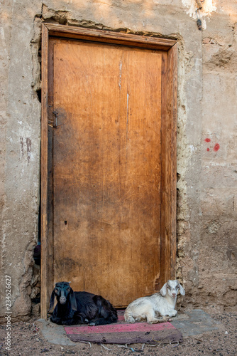 Black and white lambs lying on the rug at doorstep of closed wooden door. Sinai. Dahab. Bedouin quarter - Assala © Tatiana