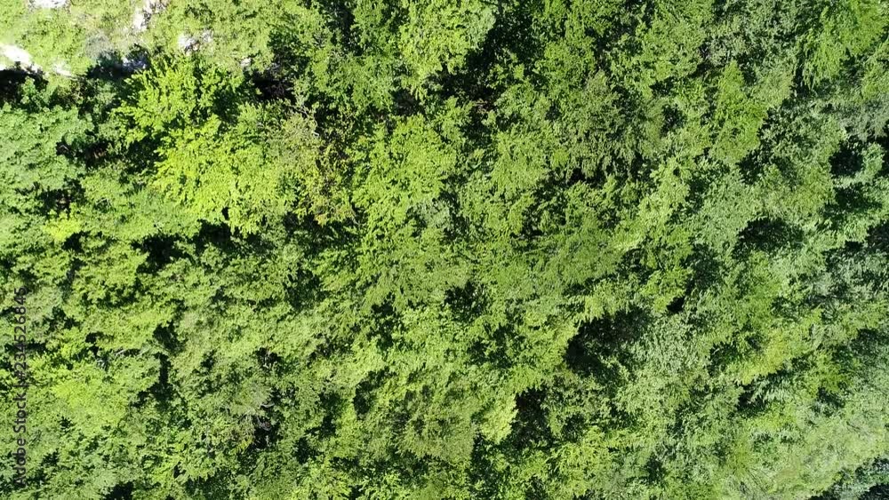 aerial view of wild nature forest in summer aerial view of wild nature forest in summer