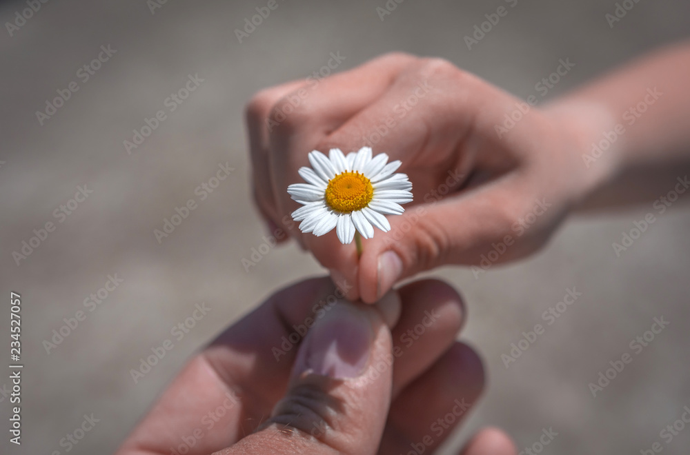 hand giving wild flower with love at sunset. beautiful background hand giving wild flower with love at sunset. beautiful background