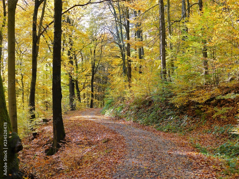 Fototapeta premium Philosophenweg