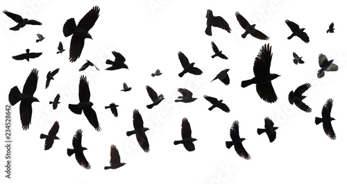 Flock of birds isolated