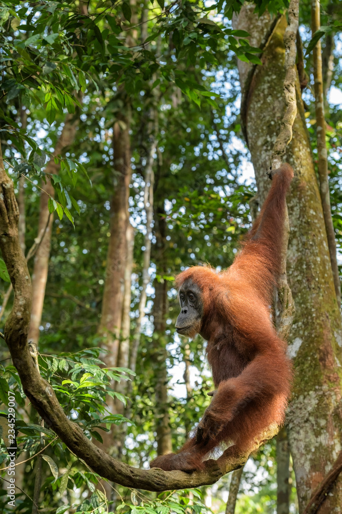Naklejka premium Sumatran Orang-utan - Pongo abelii, hominid primate from Sumatran forests, Indonesia.