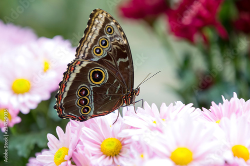 Close-up of a brown butterfly sitting on pink flower
