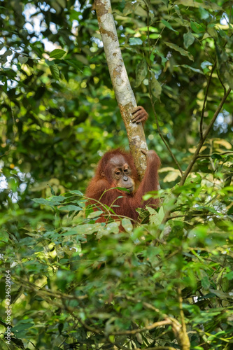 Sumatran Orang-utan - Pongo abelii, hominid primate from Sumatran forests, Indonesia.