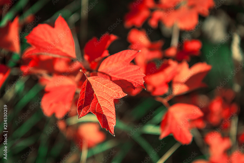 Beautiful autumn leaves. Bright sunny day. Red leaves bushes. Close-up. Beautiful autumn leaves. Bright sunny day. Red leaves bushes. Close-up.
