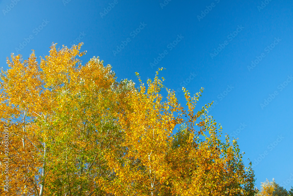 Golden autumn landscape. Yellow, orange and green trees against the blue sky. Bright sunny day.