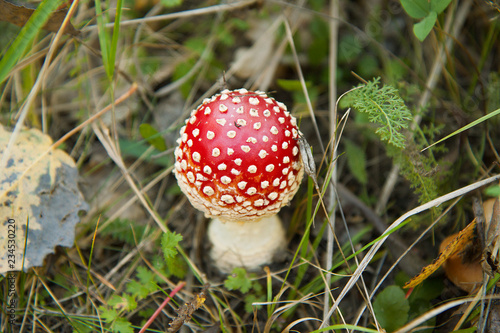 Small bright red fly agaric (amanita) in the grass and fallen leaves. Autumn picture, Close-up.