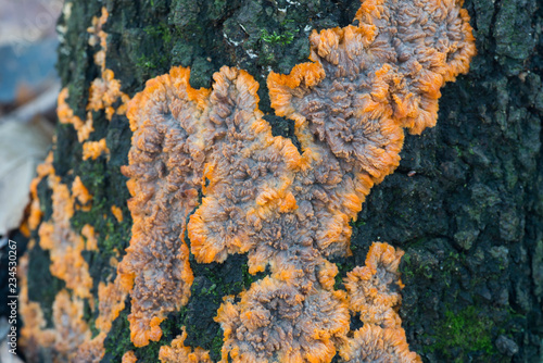 phlebia radiata, wrinkled crust orange fungus on tree trunk. photo