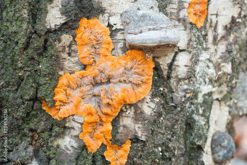 phlebia radiata, wrinkled crust orange fungus on tree trunk.