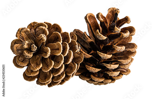Brown pine cone on white background with clipping pass
