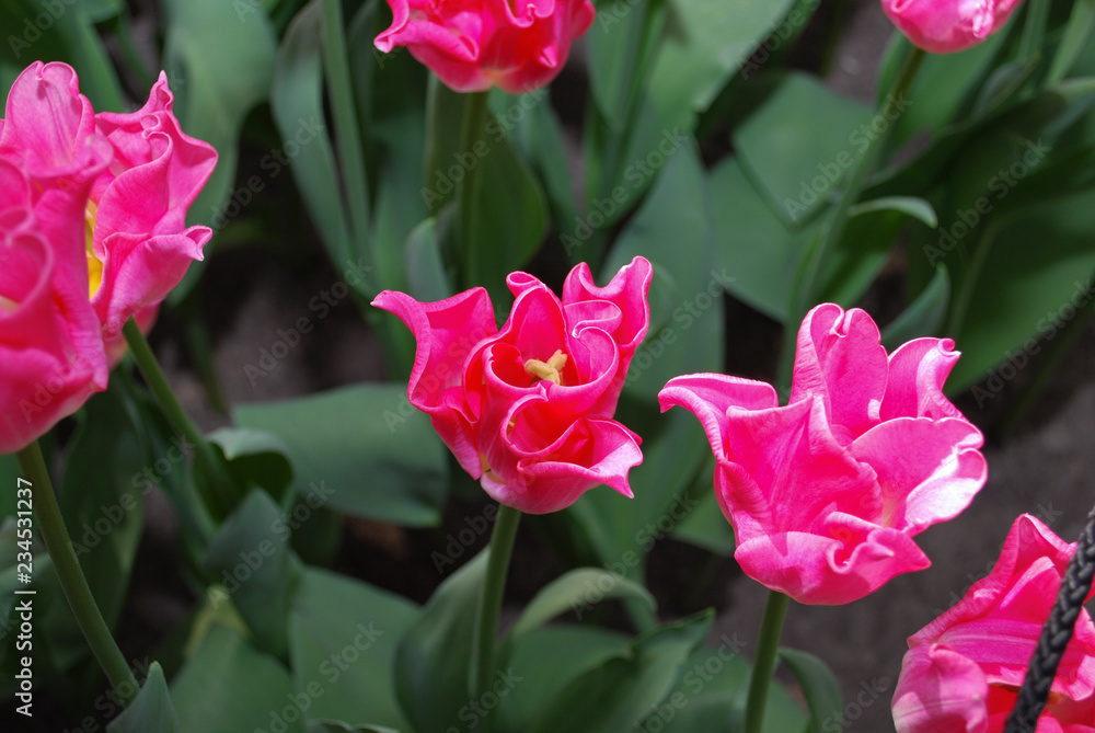 Fototapeta premium Tulip Crown of Dynasty (Triumph Group) grown in the park. Spring time in Netherlands. 