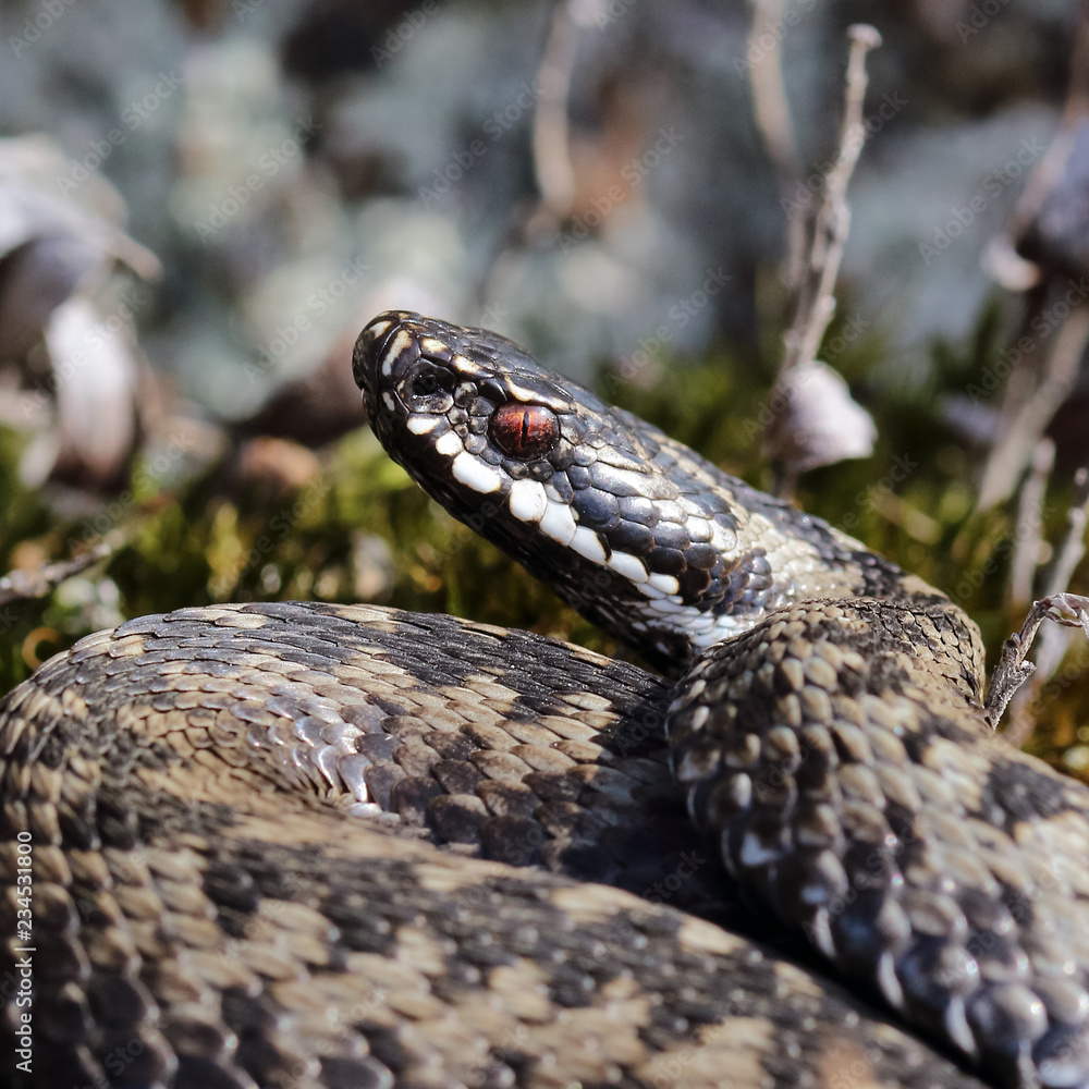 Venomous viper Venomous viper