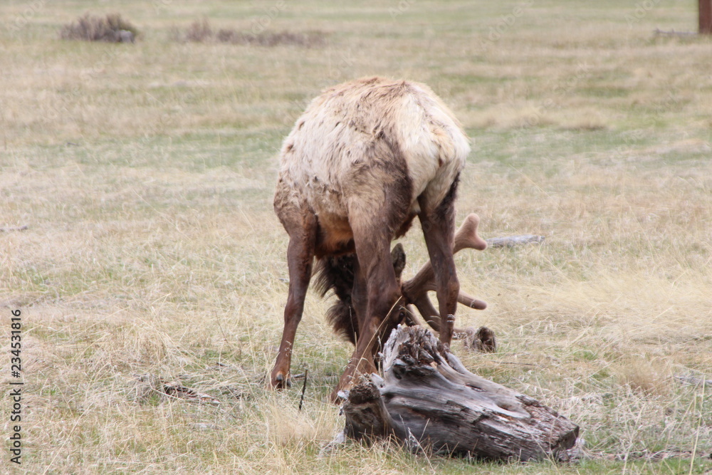 Obraz premium elk in field