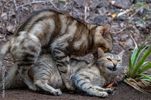 Fotografija Cats mating close up