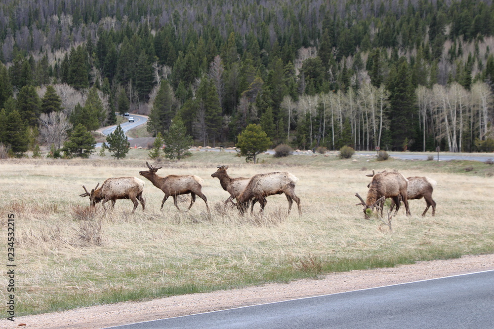 Obraz premium elk in field