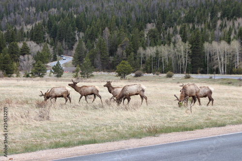 elk in field © Mike