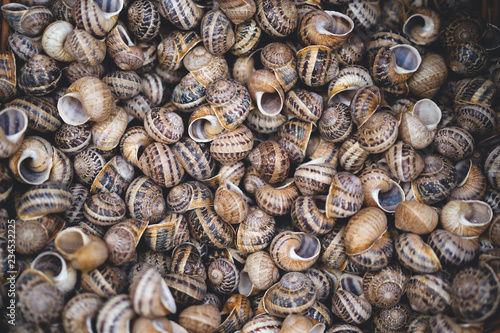 many snail shells