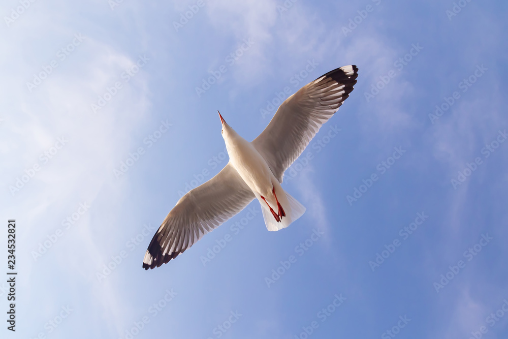 Fototapeta premium The herd of gulls is flying in the blue sky. Seagull migrated to the Gulf of Thailand during the winter at Bangpoo municipality, Samut Prakan province , Thailand. 