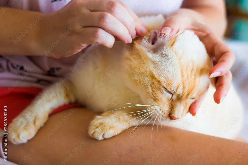 Naklejka premium Women cleans cats ears
