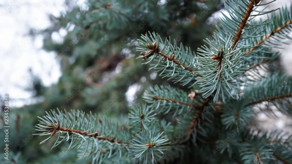 Christmas tree branches, close up. fir branches, close up. Christmas tree branches, close up. fir branches, close up.
