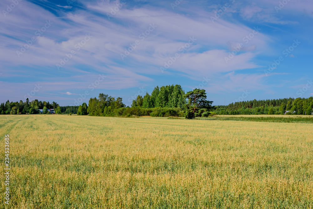 Beautiful meadow on blue sky background with clouds. Typical summer landscape near town of Kouvola, Finland