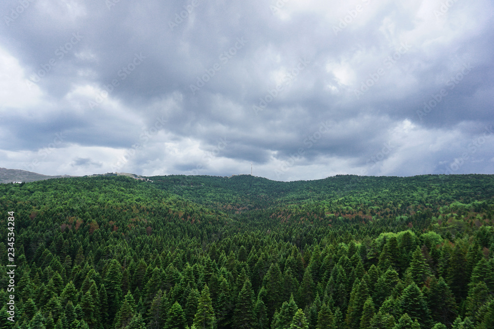 Up view of a green forest