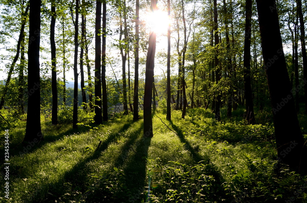 Fototapeta premium Trees in back light, Aigen Schlaegl, Austria