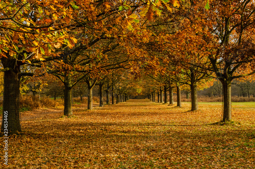 Autumnal path at Wollaton Park, Nottingham