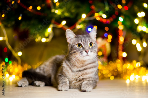 Gray young cat without a breed lies near a Christmas tree