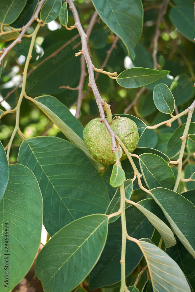 Obraz premium Annona cherimola 