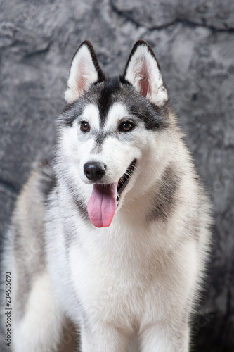 dog husky on a gray background. close-up