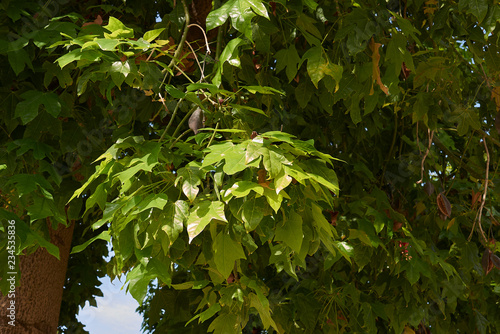 Brachychiton acerifolius photo