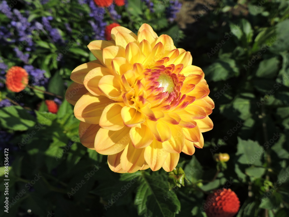 orange dahlia in the garden orange dahlia in the garden