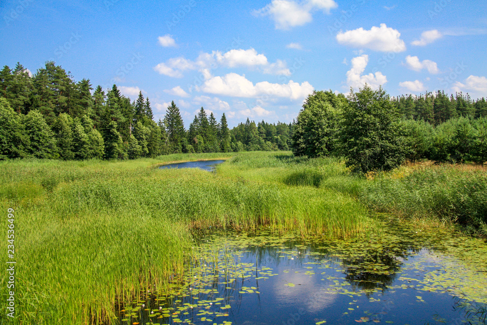 Fototapeta premium The river rushes through the reed field to the forest, and its water reflects the white clouds