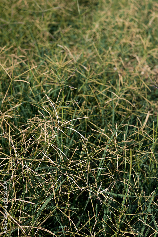 Obraz premium Cynodon dactylon