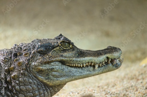 Kopf des Krokodilkaiman