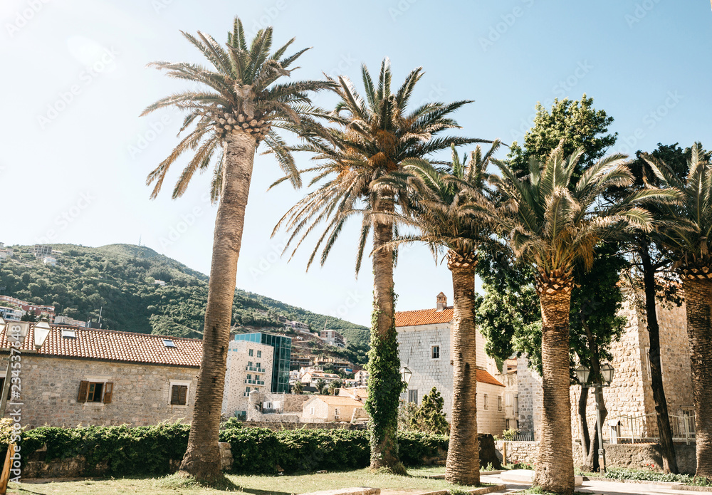Beautiful view of the city street with buildings and palm trees in Budva in Montenegro. Budva is a popular tourist destination. Beautiful view of the city street with buildings and palm trees in Budva in Montenegro. Budva is a popular tourist destination.
