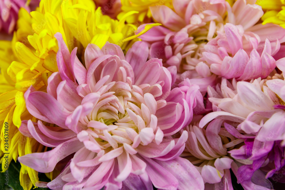 Background of the colorful chrysanthemum flowers