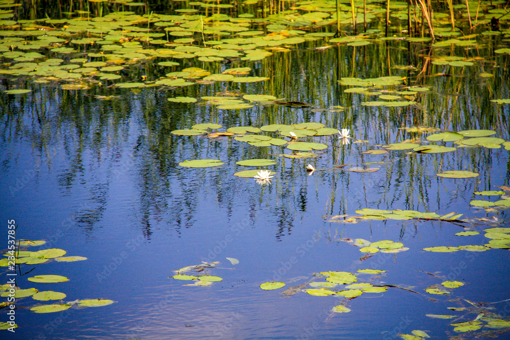 A small Creek on the river with blooming water lilies A small Creek on the river with blooming water lilies